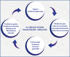 Esquema de la relación desnutrición infección