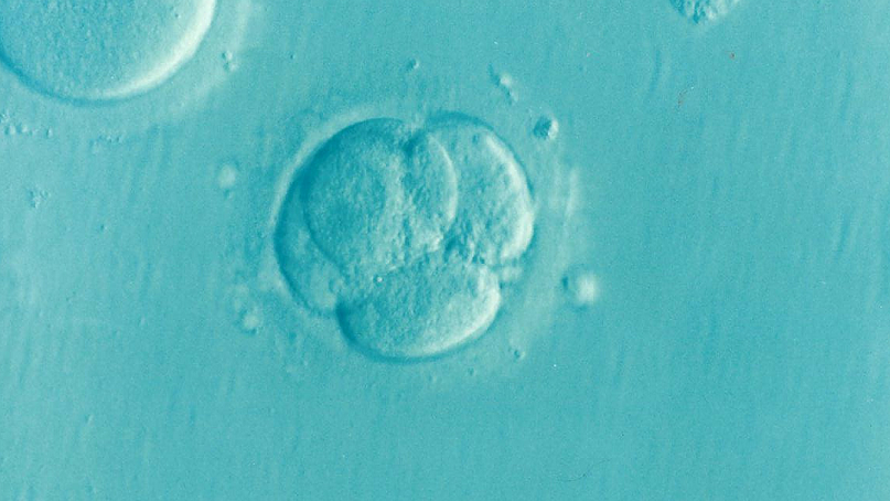 Embrión2