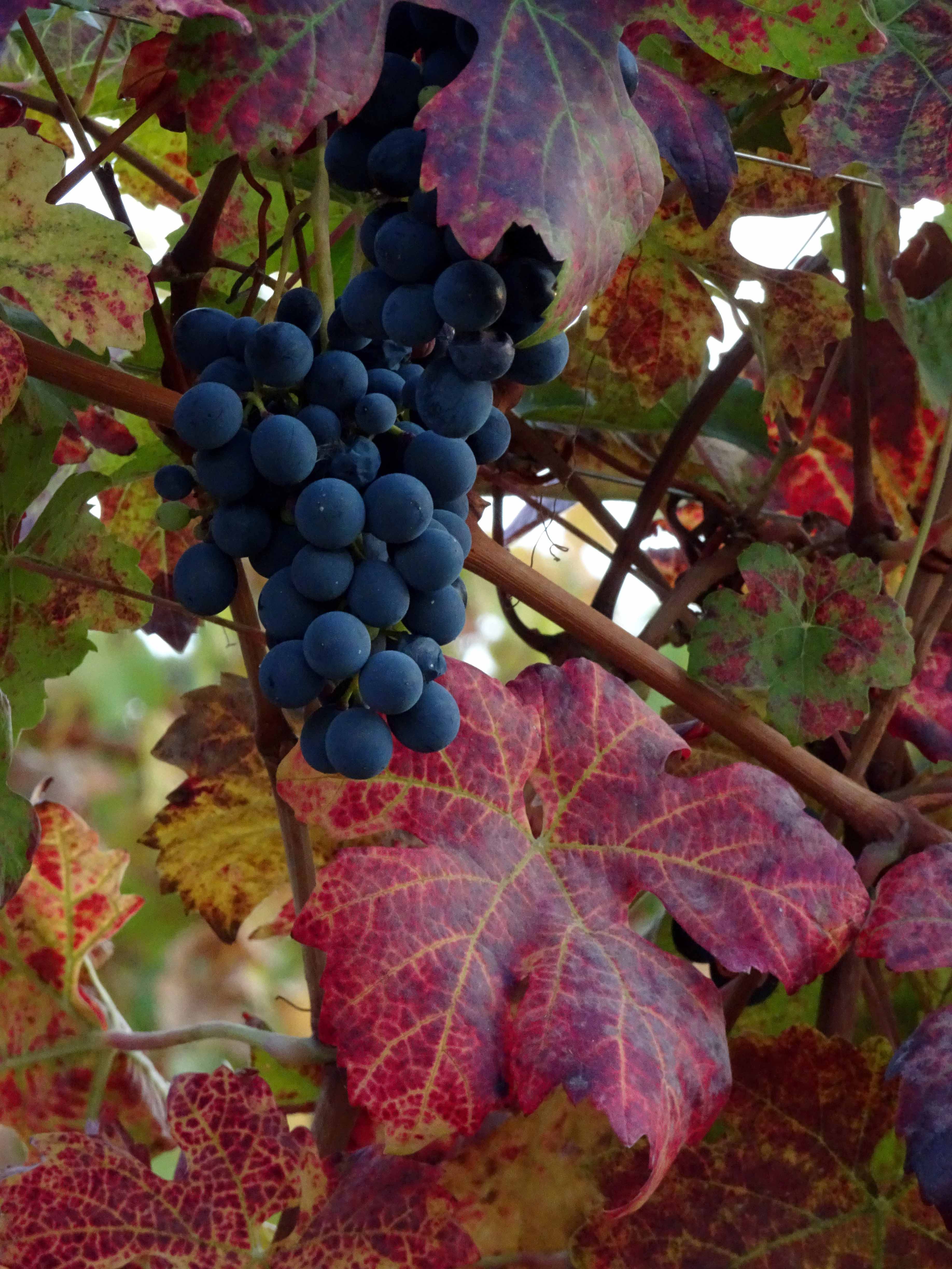 Vitis vinifera L