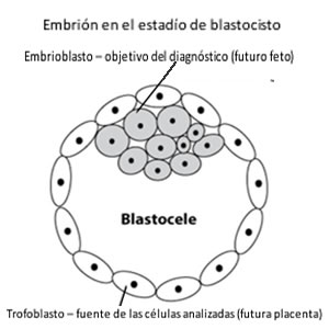 Embrión